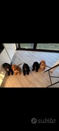 Cocker Spaniel