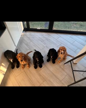 Cocker Spaniel