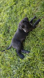 Cane mezzocorso cane