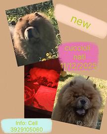 Cuccioli di Chow chow