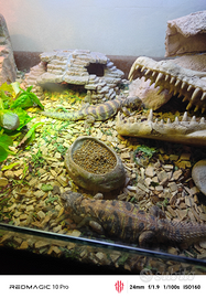 Uromastyx ornata Blue
