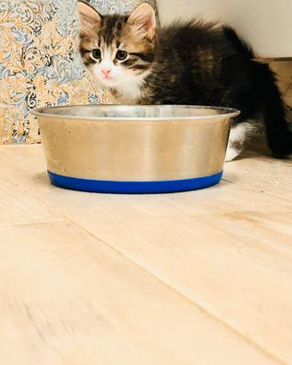 Gattini di Gatto Siberiano