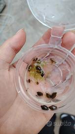 Lumache d'acqua physa marmorata