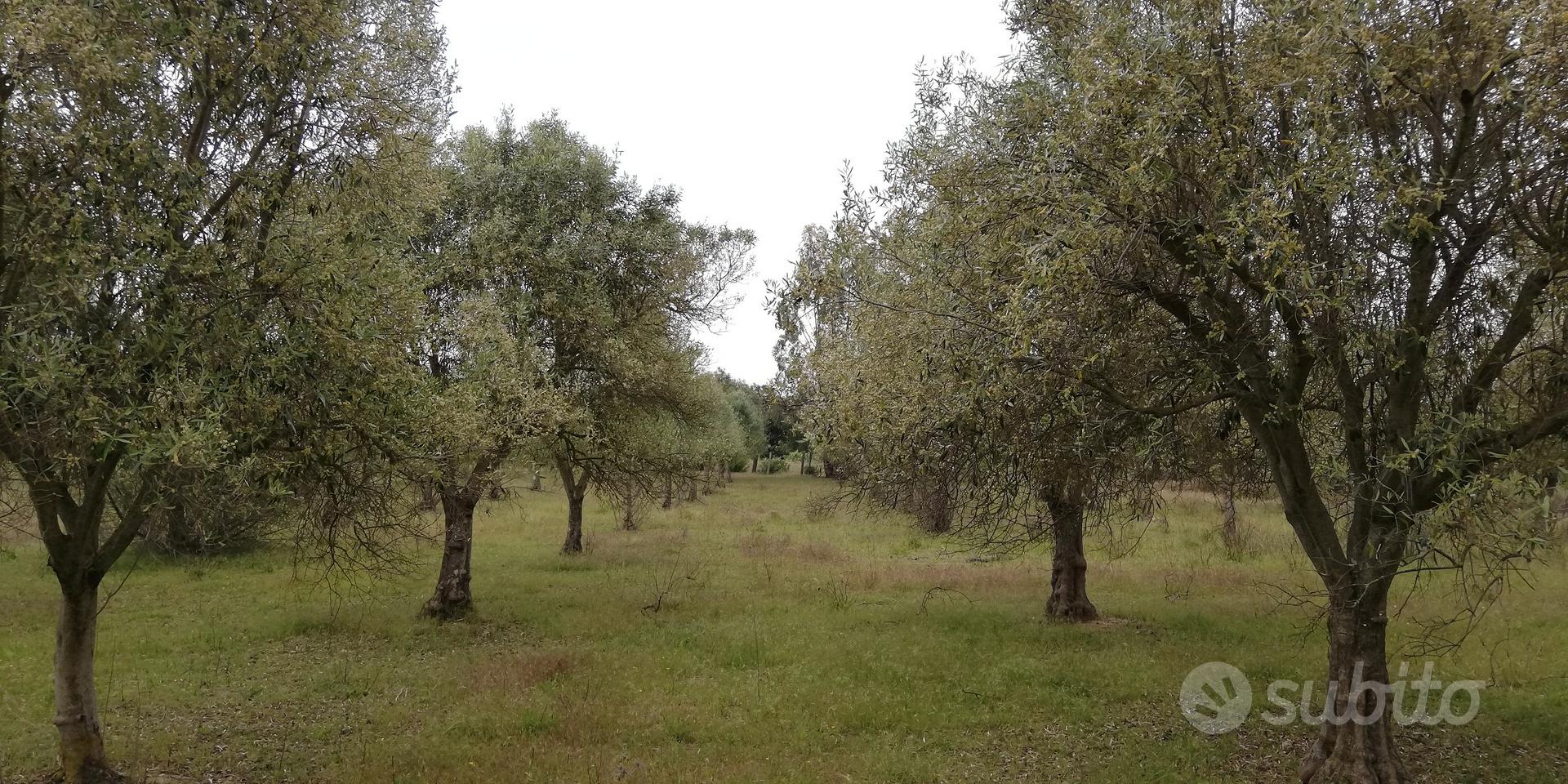 oliveto - Vista 4