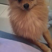 Volpino di Pomerania per accoppiamento