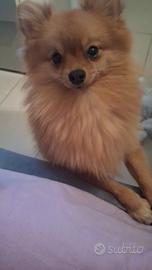 Volpino di Pomerania per accoppiamento