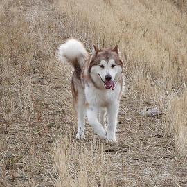 Alaskan Malamute in adozione