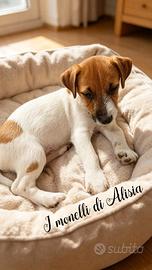 Cucciolo di jack russell broken con pedigree