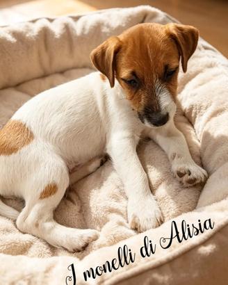 Cucciolo di jack russell broken con pedigree