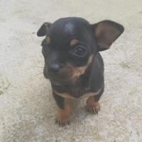 Pinscher