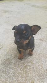 Pinscher