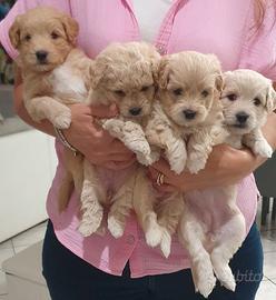 Maltipoo