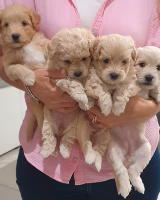 Maltipoo