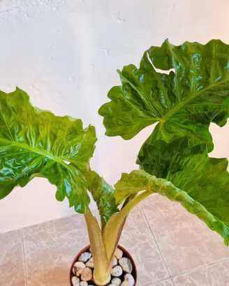 🌿 Pianta Alocasia Portora / Portodora STUPENDA 💚