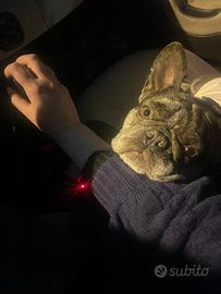 Bulldog francese