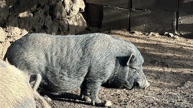 Maialino vietnamite mano