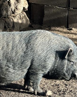 Maialino vietnamite mano