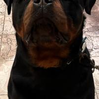 Rottweiler 18 mesi per monta