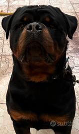 Rottweiler 18 mesi per monta