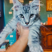 Maine coon gattino