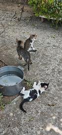 Gattini