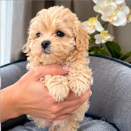 Cuccioli maltipoo mini toy