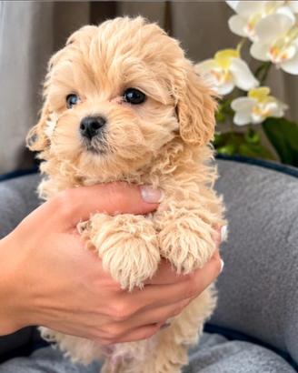 Cuccioli maltipoo mini toy