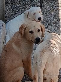 Cuccioli di labrador con pedig