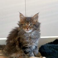 Cuccioli Maine Coon