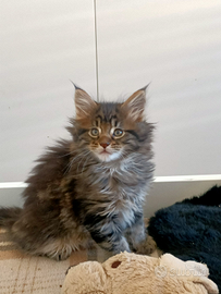 Cuccioli Maine Coon