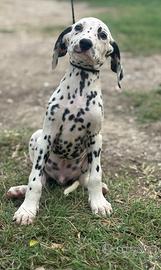 Dalmata cucciolo