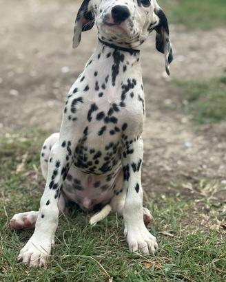 Dalmata cucciolo