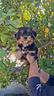 yorkshire-terrier-maschio