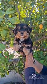 Yorkshire terrier maschio