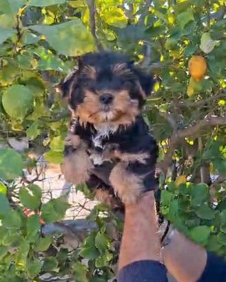 Yorkshire terrier maschio