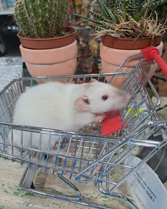 Ratti baby