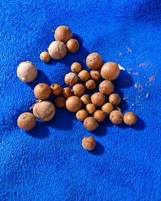 Galle Gorde Sfere fungo malattina quercia