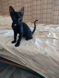 Splendida Gattina di 2 mesi (Catania)