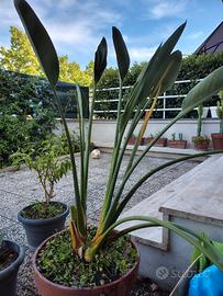 Strelitzia nicolai gigante – pianta ornamentale