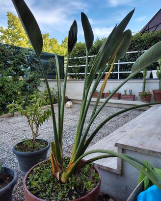 Strelitzia nicolai gigante – pianta ornamentale