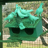 Piccioni viaggiatori