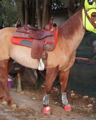 Quarter horse roano