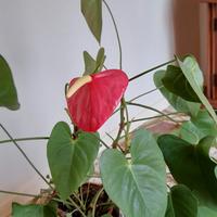 Pianta Anthurium