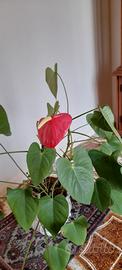 Pianta Anthurium