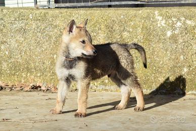 Cane Lupo Cecoslovacco