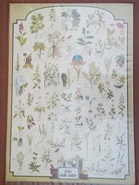 Poster Vintage didattico *Erbe della Salute*