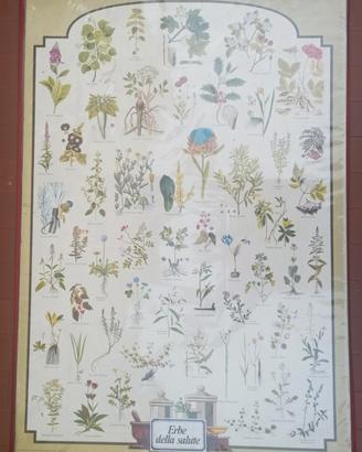 Poster Vintage didattico *Erbe della Salute*