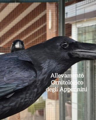 Corvi imperiali coppia da riproduzione