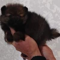 Spitz nano