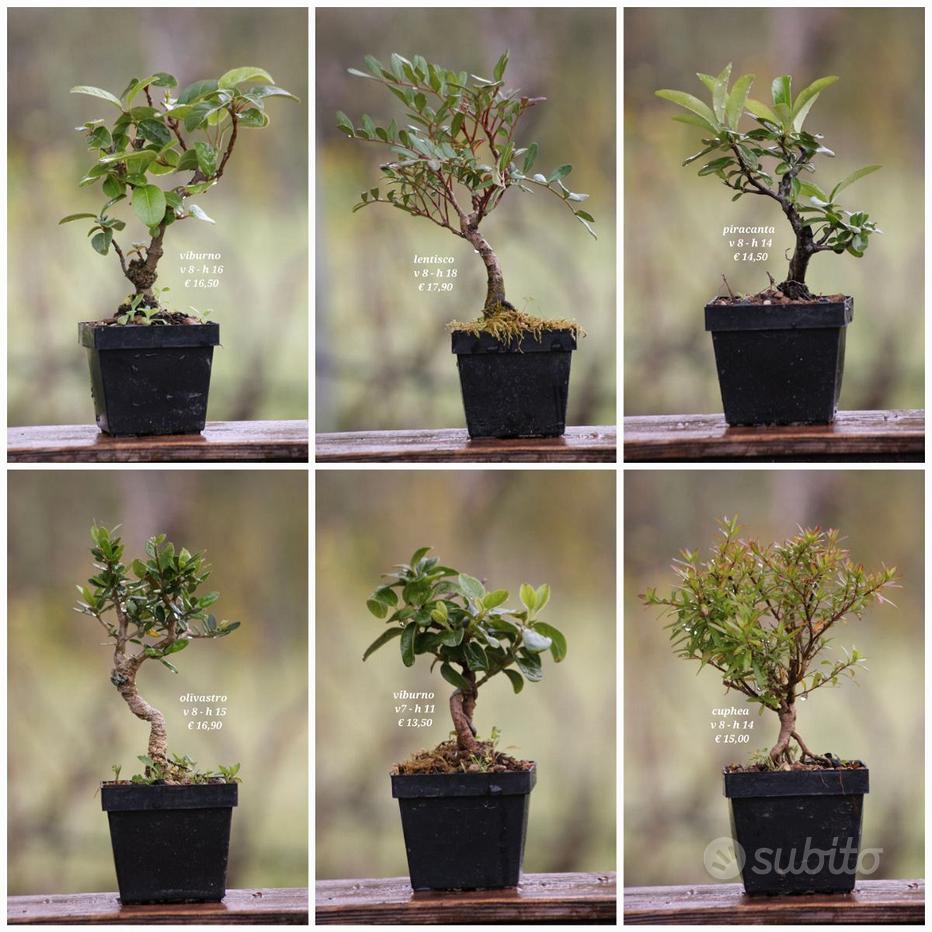 Bonsai Pinus Mugo Artificial – Deko Verde E Gris